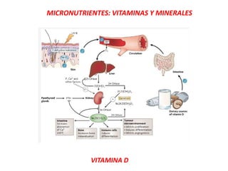 MICRONUTRIENTES: VITAMINAS Y MINERALES
VITAMINA D
 