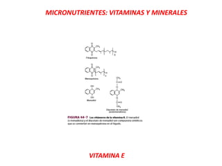 MICRONUTRIENTES: VITAMINAS Y MINERALES
VITAMINA E
 