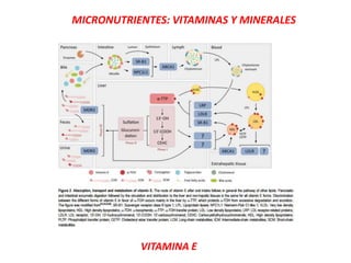 MICRONUTRIENTES: VITAMINAS Y MINERALES
VITAMINA E
 