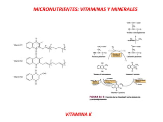MICRONUTRIENTES: VITAMINAS Y MINERALES
VITAMINA K
 