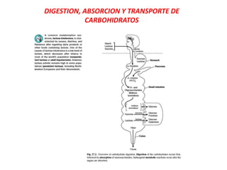 DIGESTION, ABSORCION Y TRANSPORTE DE
CARBOHIDRATOS
 
