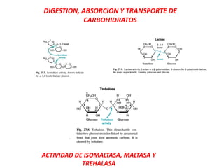 ACTIVIDAD DE ISOMALTASA, MALTASA Y
TREHALASA
DIGESTION, ABSORCION Y TRANSPORTE DE
CARBOHIDRATOS
 