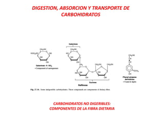 CARBOHIDRATOS NO DIGERIBLES:
COMPONENTES DE LA FIBRA DIETARIA
DIGESTION, ABSORCION Y TRANSPORTE DE
CARBOHIDRATOS
 