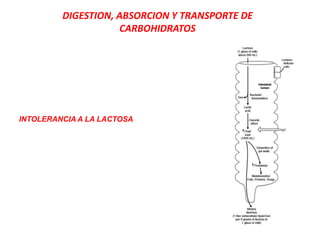 INTOLERANCIA A LA LACTOSA
DIGESTION, ABSORCION Y TRANSPORTE DE
CARBOHIDRATOS
 