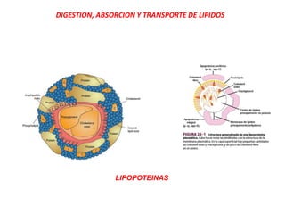 DIGESTION, ABSORCION Y TRANSPORTE DE LIPIDOS
LIPOPOTEINAS
 