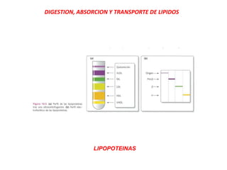 DIGESTION, ABSORCION Y TRANSPORTE DE LIPIDOS
LIPOPOTEINAS
 