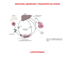 DIGESTION, ABSORCION Y TRANSPORTE DE LIPIDOS
LIPOPOTEINAS
 