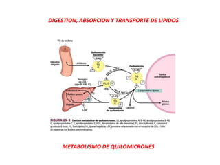 METABOLISMO DE QUILOMICRONES
DIGESTION, ABSORCION Y TRANSPORTE DE LIPIDOS
 