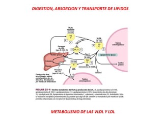 METABOLISMO DE LAS VLDL Y LDL
DIGESTION, ABSORCION Y TRANSPORTE DE LIPIDOS
 