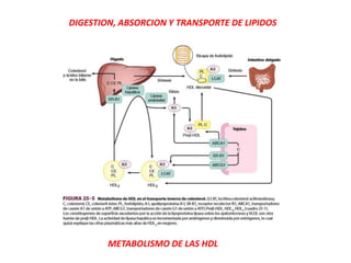 METABOLISMO DE LAS HDL
DIGESTION, ABSORCION Y TRANSPORTE DE LIPIDOS
 
