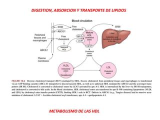 METABOLISMO DE LAS HDL
DIGESTION, ABSORCION Y TRANSPORTE DE LIPIDOS
 