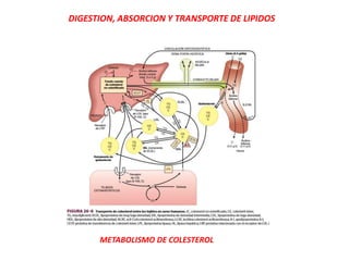 METABOLISMO DE COLESTEROL
DIGESTION, ABSORCION Y TRANSPORTE DE LIPIDOS
 