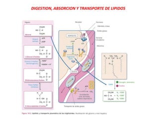 DIGESTION, ABSORCION Y TRANSPORTE DE LIPIDOS
 