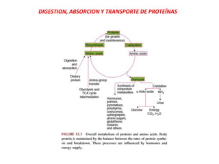 DIGESTION, ABSORCION Y TRANSPORTE DE PROTEÍNAS
 
