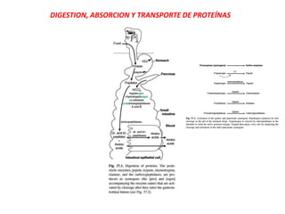 DIGESTION, ABSORCION Y TRANSPORTE DE PROTEÍNAS
 