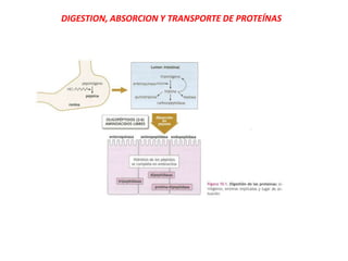 DIGESTION, ABSORCION Y TRANSPORTE DE PROTEÍNAS
 