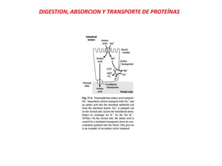 DIGESTION, ABSORCION Y TRANSPORTE DE PROTEÍNAS
 