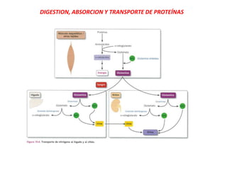 DIGESTION, ABSORCION Y TRANSPORTE DE PROTEÍNAS
 