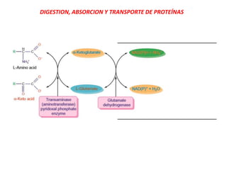 DIGESTION, ABSORCION Y TRANSPORTE DE PROTEÍNAS
 