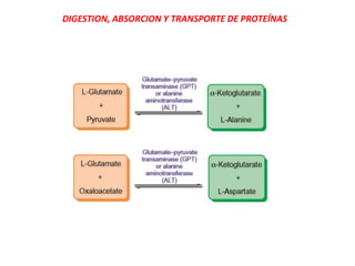 DIGESTION, ABSORCION Y TRANSPORTE DE PROTEÍNAS
 
