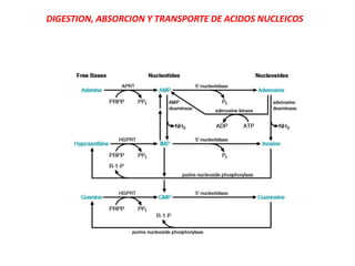 DIGESTION, ABSORCION Y TRANSPORTE DE ACIDOS NUCLEICOS
 