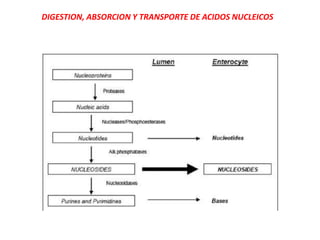 DIGESTION, ABSORCION Y TRANSPORTE DE ACIDOS NUCLEICOS
 