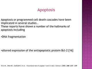 Apoptosis or programmed cell death cascades have been
implicated in several studies .
These reports have shown a number of the hallmarks of
apoptosis including
•DNA fragmentation
•altered expression of the antiapoptotic protein Bcl-2 [16]
Apoptosis
16-LI M , ONA VO , GUEGAN C et al. : Functional role of caspase 1 and 3 in ALS. Science ( 2000 ) 288 :335 - 339
 