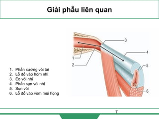 7
Giải phẫu liên quan
1. Phần xương vòi tai
2. Lỗ đổ vào hòm nhĩ
3. Eo vòi nhĩ
4. Phần sụn vòi nhĩ
5. Sụn vòi
6. Lỗ đổ vào vòm mũi họng
 