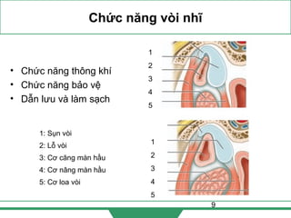 9
Chức năng vòi nhĩ
• Chức năng thông khí
• Chức năng bảo vệ
• Dẫn lưu và làm sạch
1
2
3
4
5
1: Sụn vòi
2: Lỗ vòi
3: Cơ căng màn hầu
4: Cơ nâng màn hầu
5: Cơ loa vòi
1
2
3
4
5
 