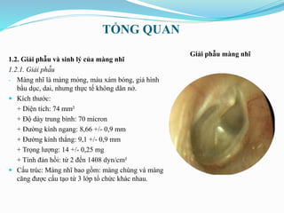 TỔNG QUAN
1.2. Giải phẫu và sinh lý của màng nhĩ
1.2.1. Giải phẫu
- Màng nhĩ là màng mỏng, màu xám bóng, giả hình
bầu dục, dai, nhưng thực tế không dãn nở.
 Kích thước:
+ Diện tích: 74 mm²
+ Độ dày trung bình: 70 micron
+ Đường kính ngang: 8,66 +/- 0,9 mm
+ Đường kính thẳng: 9,1 +/- 0,9 mm
+ Trọng lượng: 14 +/- 0,25 mg
+ Tính đàn hồi: từ 2 đến 1408 dyn/cm²
 Cấu trúc: Màng nhĩ bao gồm: màng chùng và màng
căng được cấu tạo từ 3 lớp tổ chức khác nhau.
Giải phẫu màng nhĩ
 