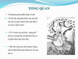 TỔNG QUAN

* Về phương diện phẫu thuật vá nhĩ:
+ Ở rốn nhĩ, lớp giữa dính vào cán nhờ
các cầu xơ giàu mạch máu, dày đặc ở
sau hơn ở phía trước.
 + Ở 1/3 trên của cán búa, màng nhĩ
tách xa xương búa chỉ gắn bởi cầu xơ
có phủ niêm mạc hòm nhĩ.
 + Đầu tận cùng của mấu ngoài, màng
nhĩ cố định bằng một khớp giả với sụn
tạo ra
 