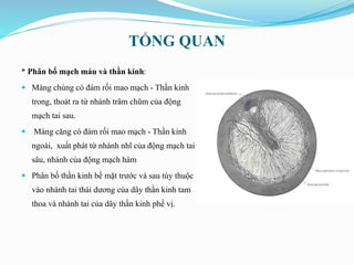 TỔNG QUAN
* Phân bố mạch máu và thần kinh:
 Màng chùng có đám rối mao mạch - Thần kinh
trong, thoát ra từ nhánh trâm chũm của động
mạch tai sau.
 Màng căng có đám rối mao mạch - Thần kinh
ngoài, xuất phát từ nhánh nhĩ của động mạch tai
sâu, nhánh của động mạch hàm
 Phân bố thần kinh bề mặt trước và sau tùy thuộc
vào nhánh tai thái dương của dây thần kinh tam
thoa và nhánh tai của dây thần kinh phế vị.
 