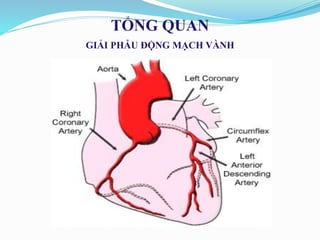 GIẢI PHẪU ĐỘNG MẠCH VÀNH
TỔNG QUAN
 
