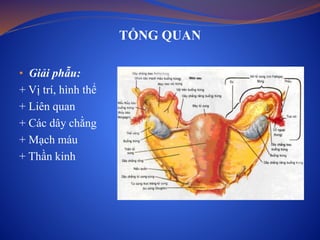 TỔNG QUAN
• Giải phẫu:
+ Vị trí, hình thể
+ Liên quan
+ Các dây chằng
+ Mạch máu
+ Thần kinh
 