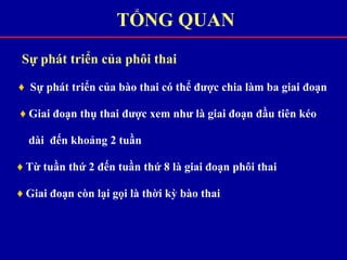 Sự phát triển của phôi thai
♦ Sự phát triển của bào thai có thể được chia làm ba giai đoạn
♦ Giai đoạn thụ thai được xem như là giai đoạn đầu tiên kéo
dài đến khoảng 2 tuần
♦ Từ tuần thứ 2 đến tuần thứ 8 là giai đoạn phôi thai
♦ Giai đoạn còn lại gọi là thời kỳ bào thai
TỔNG QUAN
 
