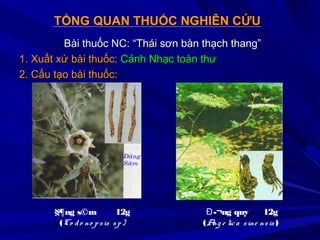 TỔNG QUAN THUỐC NGHIÊN CỨUTỔNG QUAN THUỐC NGHIÊN CỨU
Bài thuốc NC: “Thái sơn bàn thạch thang”Bài thuốc NC: “Thái sơn bàn thạch thang”
1. Xuất xứ bài thuốc:1. Xuất xứ bài thuốc: Cảnh Nhạc toàn thưCảnh Nhạc toàn thư
2. Cấu tạo bài thuốc:2. Cấu tạo bài thuốc:
§¶ng s©m 12g
(Co do no psis sp)
­¬ng quy 12gĐ
(Ang e lica sine nsis )
 