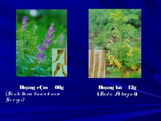 Hoµng cÇm 08g
(Scute llaria baicale nsio
Ge o rg i)
Hoµng kú 12g
(Radix Astrag ali)
 