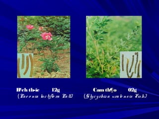 B¹ch th­îc 12g
(Pae o nia lactiflo ra Pall)
Camth¶oCamth¶o 02g
(Glycyrhiz a urale nsis Fish)
 
