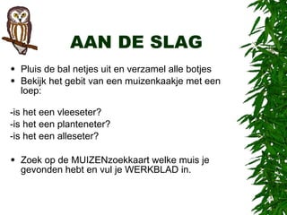 Braakballes groep 5 Daltonschool | PPT
