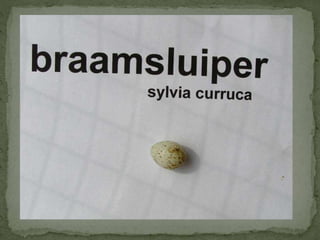 Braamsluiper powerpoint