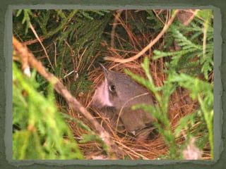 Braamsluiper powerpoint