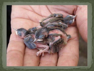 Braamsluiper powerpoint