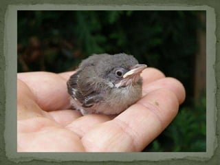 Braamsluiper powerpoint