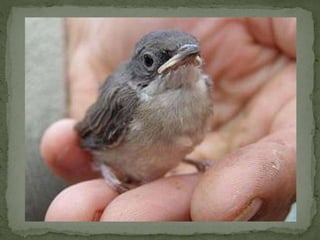 Braamsluiper powerpoint