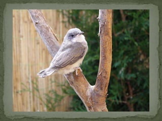 Braamsluiper powerpoint