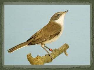 Braamsluiper powerpoint