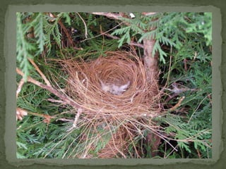 Braamsluiper powerpoint