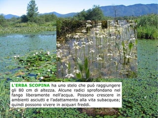 L'ERBA SCOPINA ha uno stelo che può raggiungere
gli 80 cm di altezza. Alcune radici sprofondano nel
fango liberamente nell’acqua. Possono crescere in
ambienti asciutti e l’adattamento alla vita subacquea;
quindi possono vivere in acquari freddi.
 