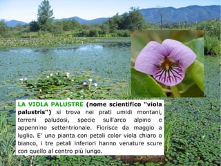 LA VIOLA PALUSTRE (nome scientifico "viola
palustris") si trova nei prati umidi montani,
terreni paludosi, specie sull'arco alpino e
appennino settentrionale. Fiorisce da maggio a
luglio. E' una pianta con petali color viola chiaro o
bianco, i tre petali inferiori hanno venature scure
con quello al centro più lungo.
 