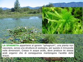 LA SFAGNETA appartiene al genere "sphagnum", una pianta non
vascolare, senza una struttura di sostegno, per questo è minuscola
nelle dimensioni. Cresce in acque acide, dove produce lei stessa
acidi organici che di conseguenza mantengono l'acidità delle
acque.
 